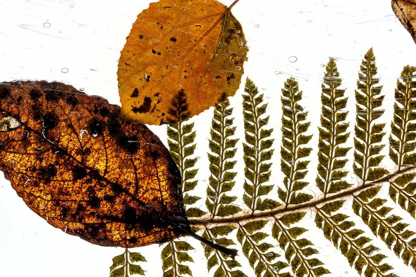 Höst Bakgrund Med Blad Och Ormbunke Isolerad Vitt Med Luftbubblor — Stockfoto