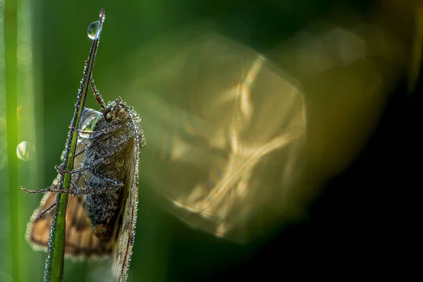 Ekstremalne Makro Ujęcia Motyla Pełnego Kropli Rosy — Zdjęcie stockowe