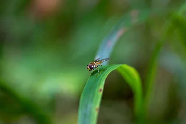 Hoverfly Also Called Flower Fly Syrphid Fly Perching Green Blade — Stock Photo, Image