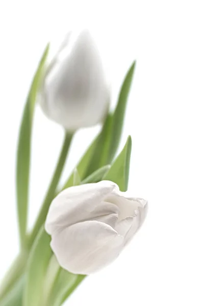 Dwa Białe Tulipany Kwitnące Sfotografowane Płytką Głębią Ostrości — Zdjęcie stockowe