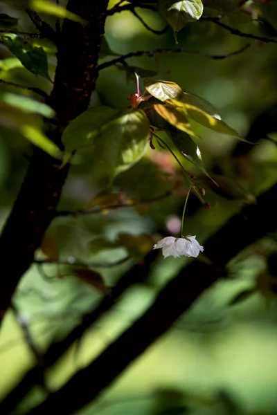 Jediný Bílý Květ Ovocném Stromě Jaře — Stock fotografie