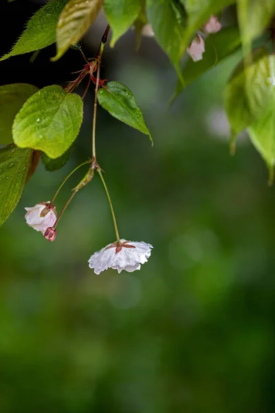 Bílé Růžové Květy Ovocných Stromech Jaře — Stock fotografie