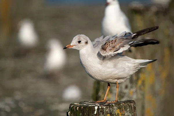 Mouette Juvénile Déployant Les Ailes Debout Sur Poteau Bois — Photo