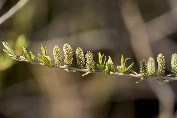 Sauce Uno Los Primeros Árboles Florecer Primavera —  Fotos de Stock