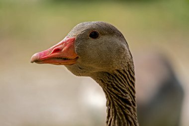 Bulanık arka planda gri bir kaz portresi