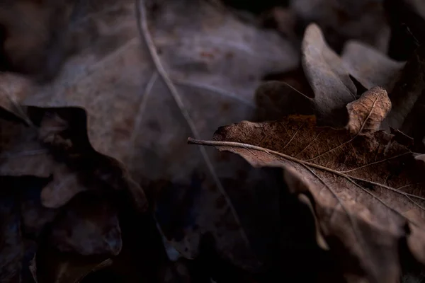 Nahaufnahme Von Vertrockneten Eichenblättern Herbst — Stockfoto
