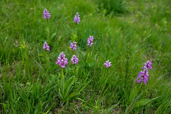 Orchis Militaris Est Une Espèce Orchidée Originaire Europe — Photo