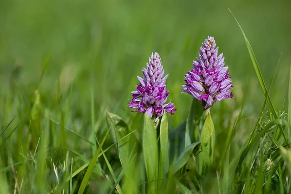 Orchidea Militare Fiorente Prato Lago Ammersee — Foto Stock