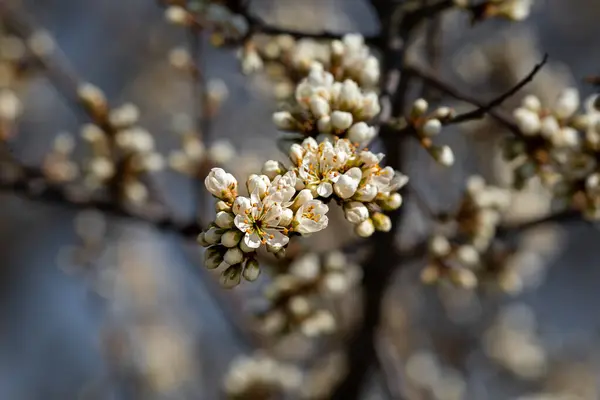 Árbol Frutal Floreciente Primavera —  Fotos de Stock