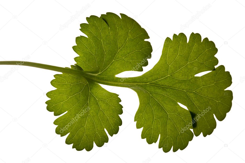 close up of a coriander leaf isolated on white background