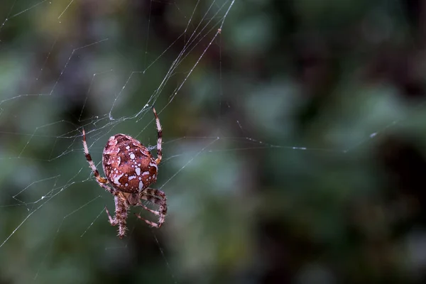 Закрыть Глаза Araneus Dibmatus Разорванной Паутине — стоковое фото