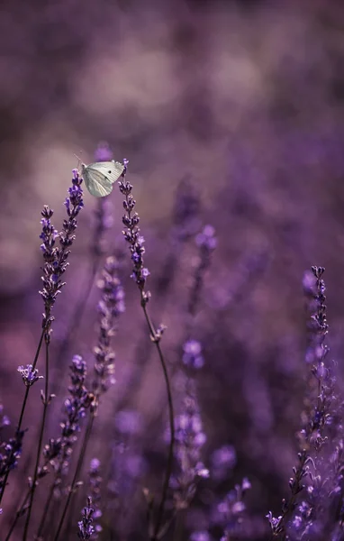 Campo Lavanda Com Borboleta Branca Pequena — Fotografia de Stock