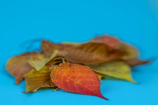 Herbstblätter Auf Hellblauem Hintergrund Geringe Schärfentiefe — Stockfoto