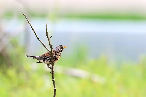 Side View Common Field Fare Perching Twig — Stock Photo, Image