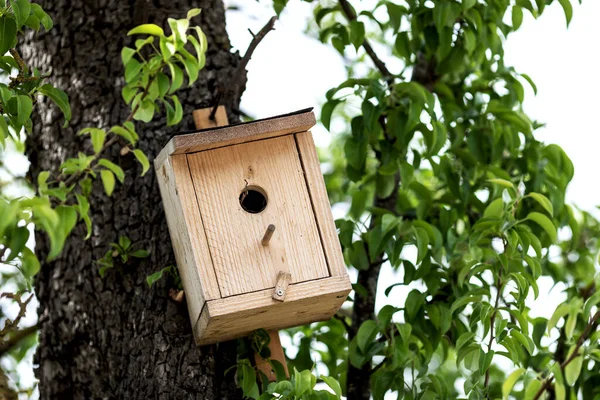 Coffret Nidification Bois Non Peint Sur Arbre Plan Horizontal — Photo