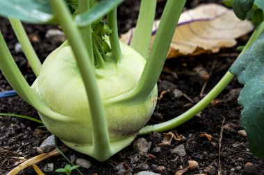 close up of a white kohlrabi in the vegetable patch