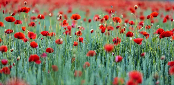 Roter Mohn Unter Weizen — Stockfoto