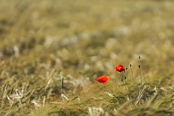 Mohn Weizenfeld Vor Verschwommenem Hintergrund — Stockfoto