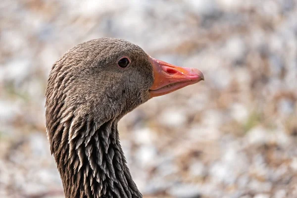 Retrato Ganso Greylag Delante Fondo Borroso —  Fotos de Stock