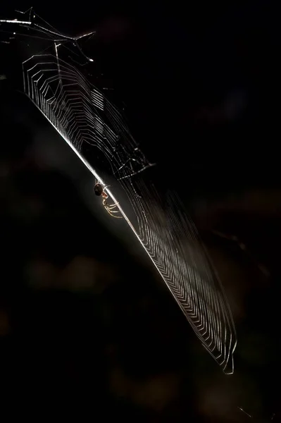 spider in the web on dark background illuminated by sunlight