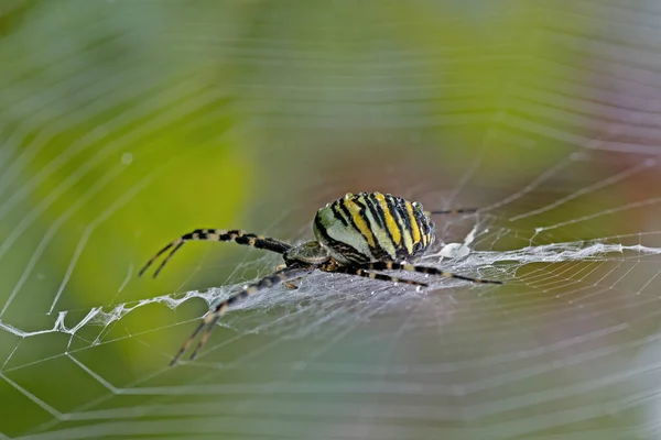 Zbliżenie Pająk Argiope Bruennichi Mokry Porannej Rosy — Zdjęcie stockowe