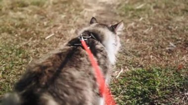 Ormanda yeşil bir çayır boyunca tasmalı güzel, tüylü bir kedinin yürüyüşü. Şirin benekli bir kedi yavrusu sahibi ile parkta yürüyor. Hayvan bakımı. Birinci şahıstan ateş etmek. Ağır çekim. POV.