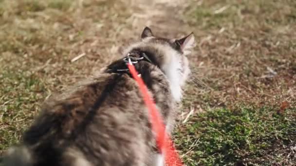 Μια Βόλτα Μιας Όμορφης Χνουδωτής Γάτας Λουρί Κατά Μήκος Ενός — Αρχείο Βίντεο