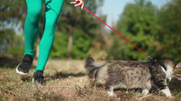 一位穿着运动衫的漂亮的女运动员和她那只毛绒绒的猫在森林里的绿色草坪上散步 可爱的小猫和主人在公园里散步 宠物狗照顾 慢动作四 后续行动 — 图库视频影像