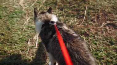 Ormanda yeşil bir çayır boyunca tasmalı güzel, tüylü bir kedinin yürüyüşü. Şirin benekli bir kedi yavrusu sahibi ile parkta yürüyor. Hayvan bakımı. Birinci şahıstan ateş etmek. Ağır çekim. POV.