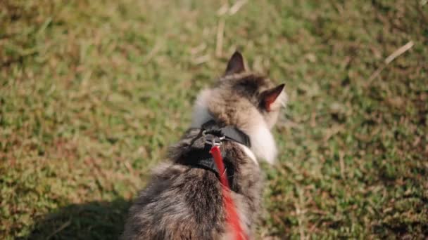 Ein Spaziergang Einer Schönen Flauschigen Katze Der Leine Entlang Einer — Stockvideo