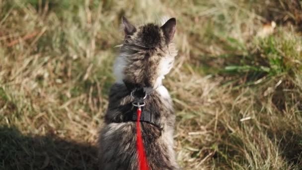 Een Wandeling Van Een Mooie Pluizige Kat Aan Lijn Langs — Stockvideo