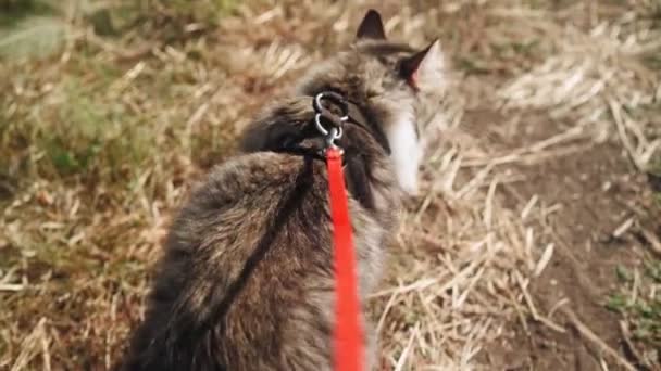 Walk Beautiful Fluffy Cat Leash Green Meadow Forest Cute Spotted — Stock Video