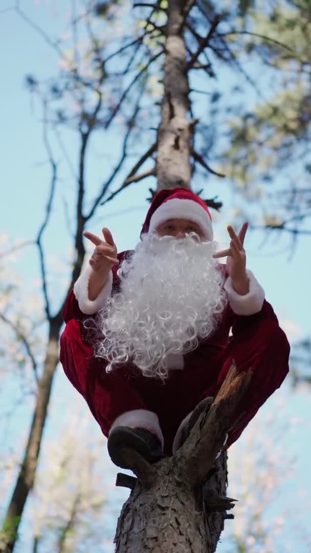Vídeo vertical Hombre feliz vestido con traje de Papá Noel trepó al árbol en el bosque y bailando divertido. Navidad. Movimiento lento — Vídeo de stock