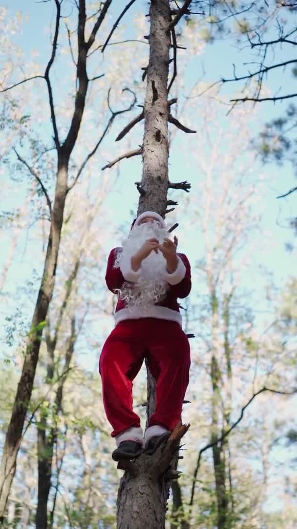 Dikey video Noel Baba kostümü giymiş mutlu adam ormanda ağaca tırmandı ve komik dans etti. Noel zamanı. Yavaş çekim — Stok video
