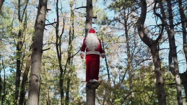 Un hombre divertido vestido con traje de Santa Claus con máscara médica en su cara trepó al árbol en el bosque y se para. Navidad y coronavirus Covid-19. Cuarentena durante las vacaciones. Movimiento lento — Vídeos de Stock