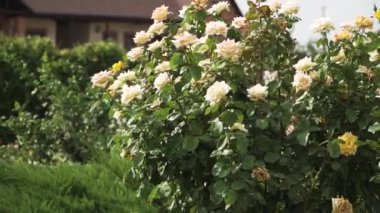 Beyaz güllerin çalısı. Otlar ve otlar. Ilık hava. Ağır çekim. Steadicam 'da çekim.