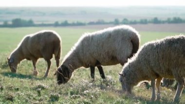 Güneşli bir yaz gününde şirin koyunlar ayakta duruyor ve otlanıyor. Sığır yetiştiriciliği. Yavaş çekim.