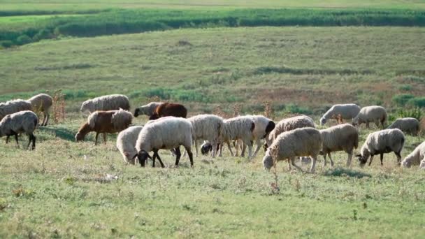 Милые Овцы Стоят Пасутся Лугу Впереди Солнечный Летний День Разведение — стоковое видео
