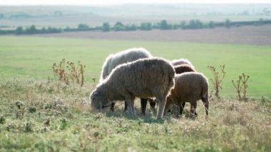 Güneşli bir yaz gününde şirin koyunlar ayakta duruyor ve otlanıyor. Sığır yetiştiriciliği. Yavaş çekim.