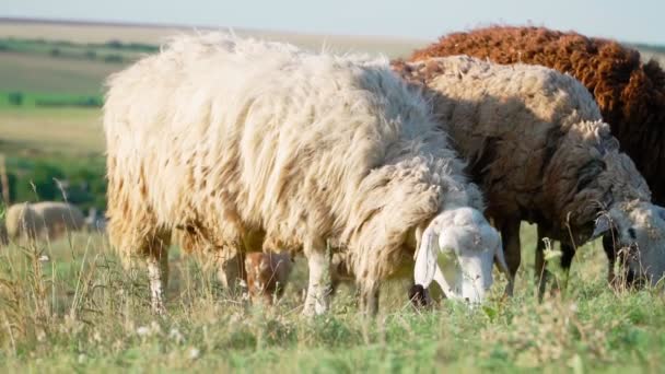 Niedliche Schafe Stehen Und Grasen Einem Sonnigen Sommertag Auf Der — Stockvideo
