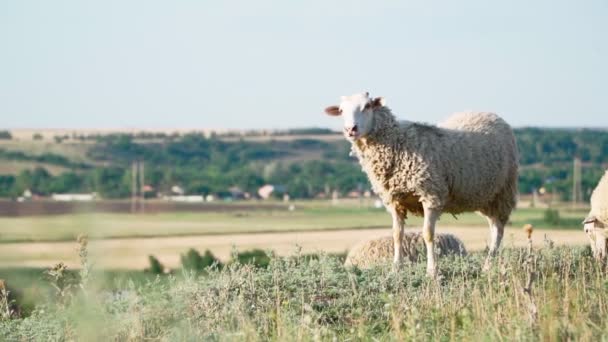 Rebaño Ovejas Pie Pastando Campo Agricultura Ganadería Movimiento Lento — Vídeo de stock