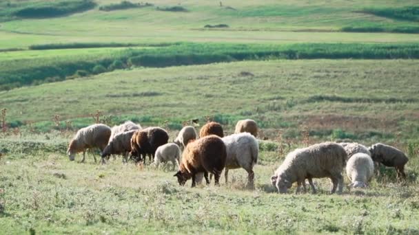 Χαριτωμένο Πρόβατα Στέκεται Και Βόσκουν Στο Λιβάδι Μπροστά Μια Ηλιόλουστη — Αρχείο Βίντεο