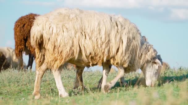 Troupeau Moutons Debout Broutent Dans Les Champs Agriculture Élevage Bovin — Video