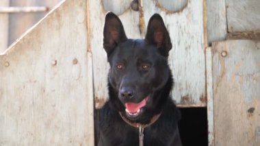 Siyah bir Doğu Avrupalı çobanın portresi. Güzel köpek kutunun yanında oturuyor ve evi koruyor. Yavaş çekim.