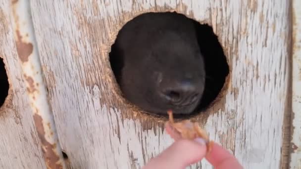 Fed Cão Trancado Através Buraco Conceito Protecção Animal Tratamento Duro — Vídeo de Stock