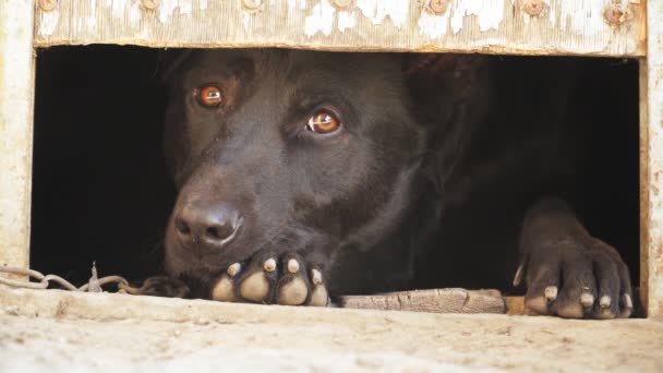 Üzgün Bağlanmış Köpek Gölgeler Kabininden Dışarı Bakıyor Hayvan Koruma Konsepti — Stok video