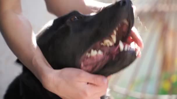 Mulher Acariciando Belo Cachorro Preto Amor Animal Estimação Fechar — Vídeo de Stock