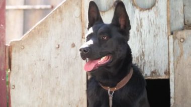 Siyah bir Doğu Avrupalı çobanın portresi. Güzel köpek kutunun yanında oturuyor ve evi koruyor..