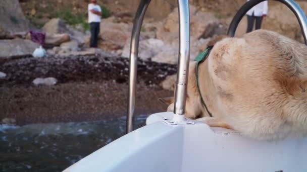 Cão flutuando em um barco no mar e salta em terra. viajar com animais de estimação. Movimento lento. — Vídeo de Stock