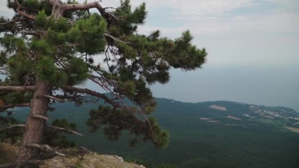 一方の松の木の端愛ペトリ山に立っている。背景に美しい風景の森と海で — ストック動画